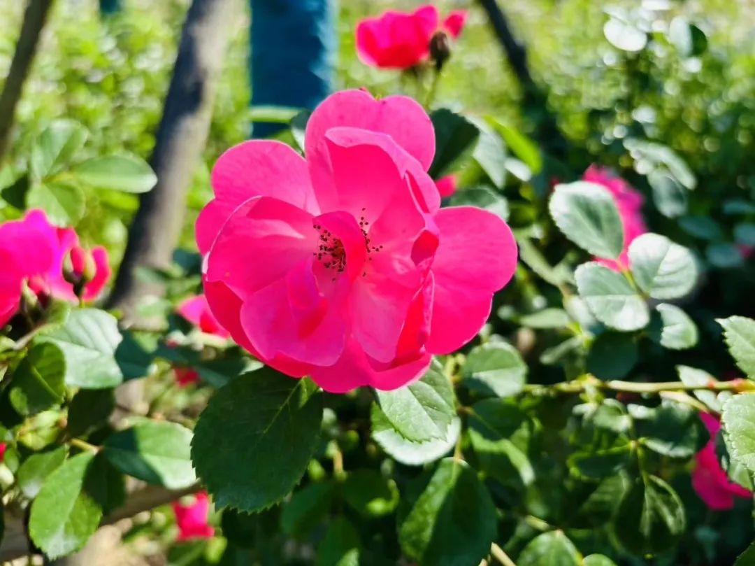 花托球形,萼片叶状且多裂,花瓣通常为粉红色或深红色,开花时花朵色彩