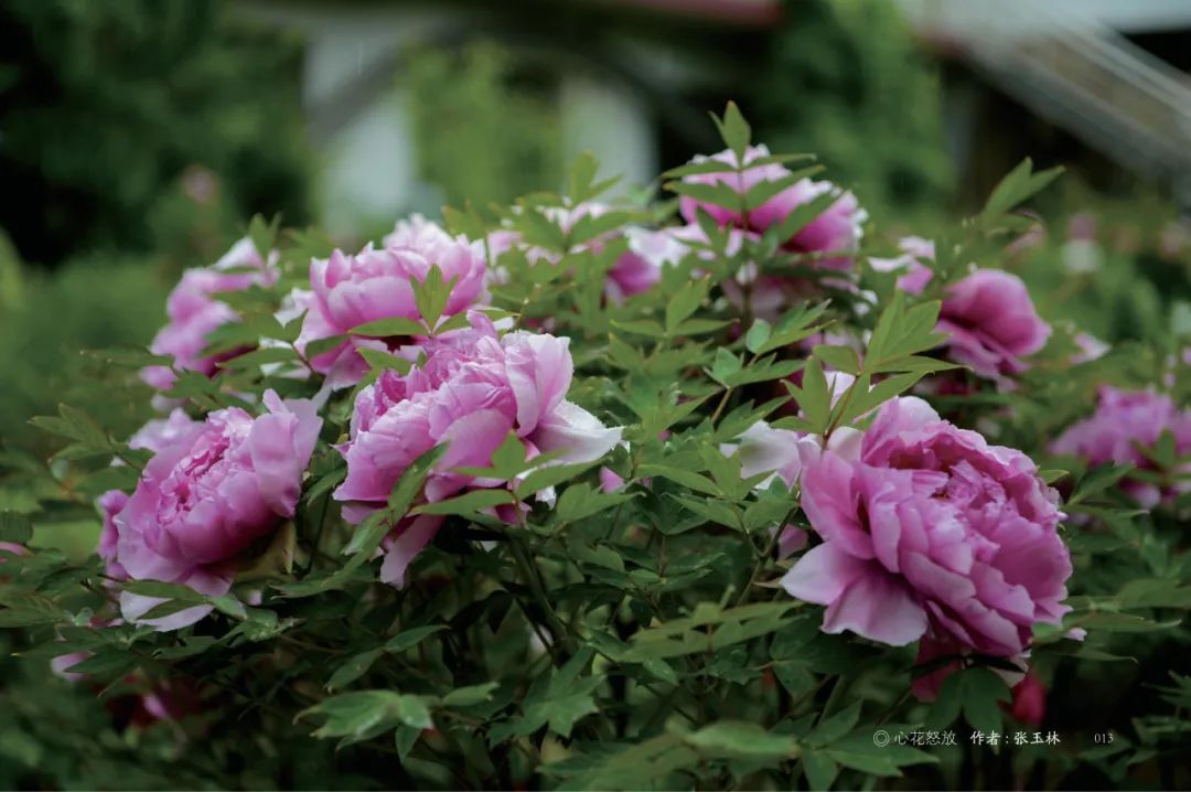 爱了!爱了!这一幅临洮紫斑牡丹画卷,果断收藏(二)