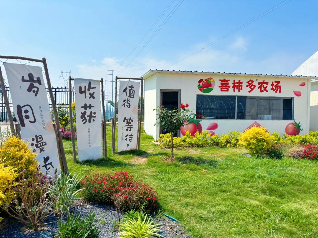 【乡村振兴】喜柿多采摘园里"上新"啦!