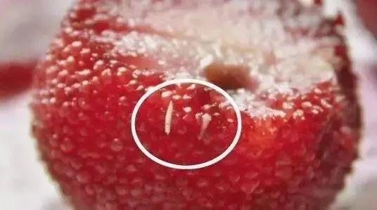 有人说它是蛆,看长相那确实是颇为相似.