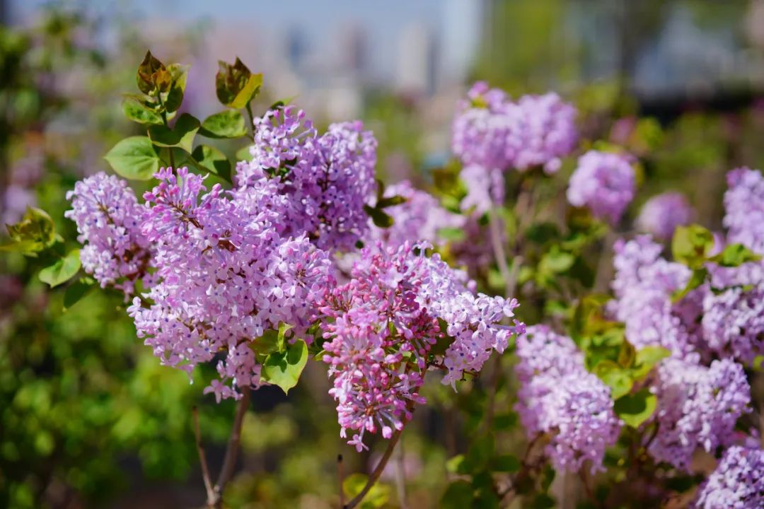 树属木犀科植物,开的花形状为圆锥形花序,花小密集而且繁多,多为紫色