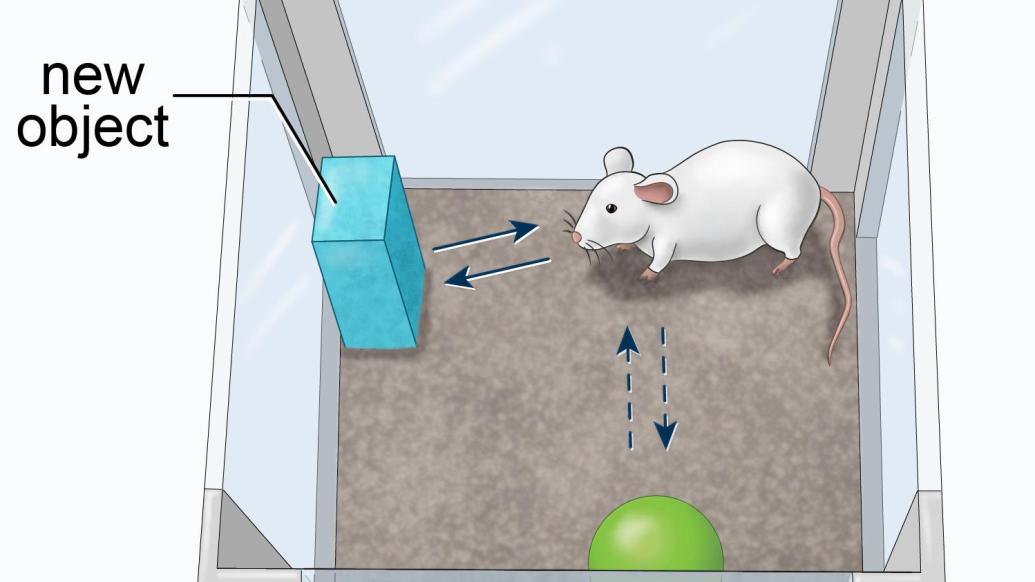 基于自然行为的新物体识别模型，为研究啮齿动物记忆提供非侵入性方法