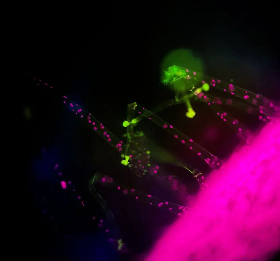 其具有自发荧光和吸收荧光染料发出次生荧光的性能,而烟草叶片及其