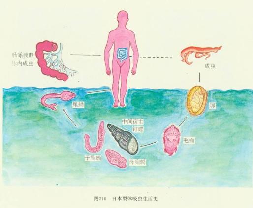 图源:苏州疾控血吸虫病可防可治感染血吸虫的直接原因是接触了含有