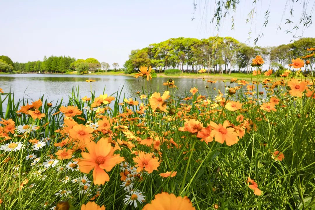 影点点,作业船正在进行日常巡查打捞;岸上绿树成荫,繁花盛开,彩虹步道