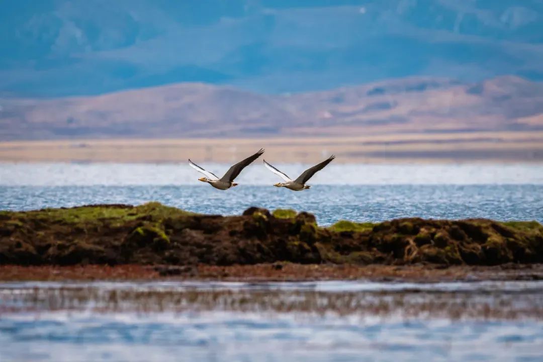碌曲:尕海则岔国家级自然保护区迎来候鸟繁殖高峰