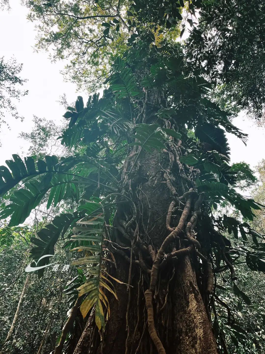 乘动车去西双版纳,开启基诺山雨林徒步之旅