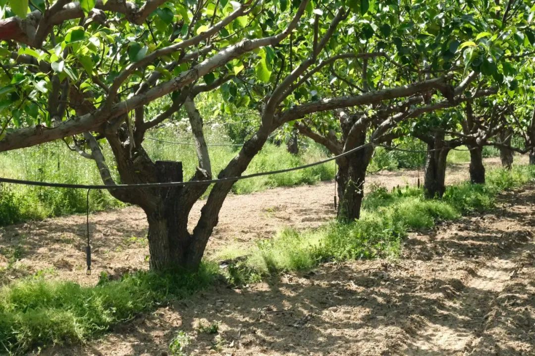 立足梨湾梨果特色产业,发展高效节水农业