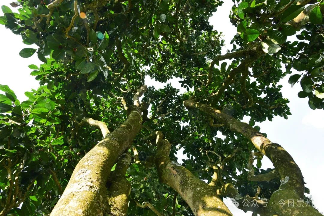 崇州枇杷茶亮相巴黎_澎湃号·政务_澎湃新闻-the paper