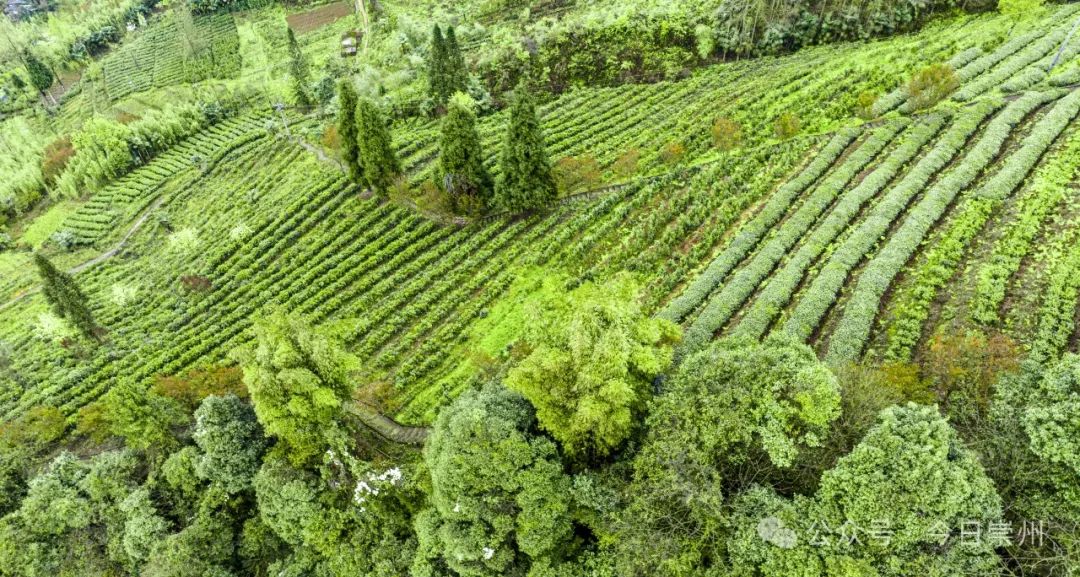 崇州枇杷茶亮相巴黎_澎湃号·政务_澎湃新闻-the paper