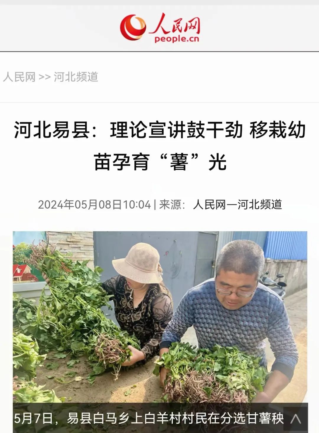 易县:理论宣讲鼓干劲 移栽幼苗孕育"薯"光人民网客户端【栏目】人民网