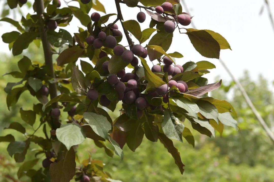 满园深浅色  尽在芳菲里|新疆消防基层营区建设情况展播——和田篇
