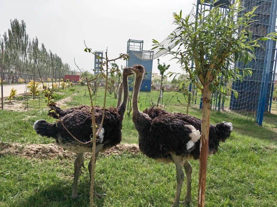 满园深浅色  尽在芳菲里|新疆消防基层营区建设情况展播——和田篇