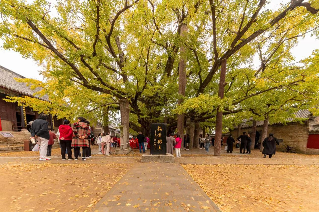 这场盛会,为何连续六年"落子"日照?