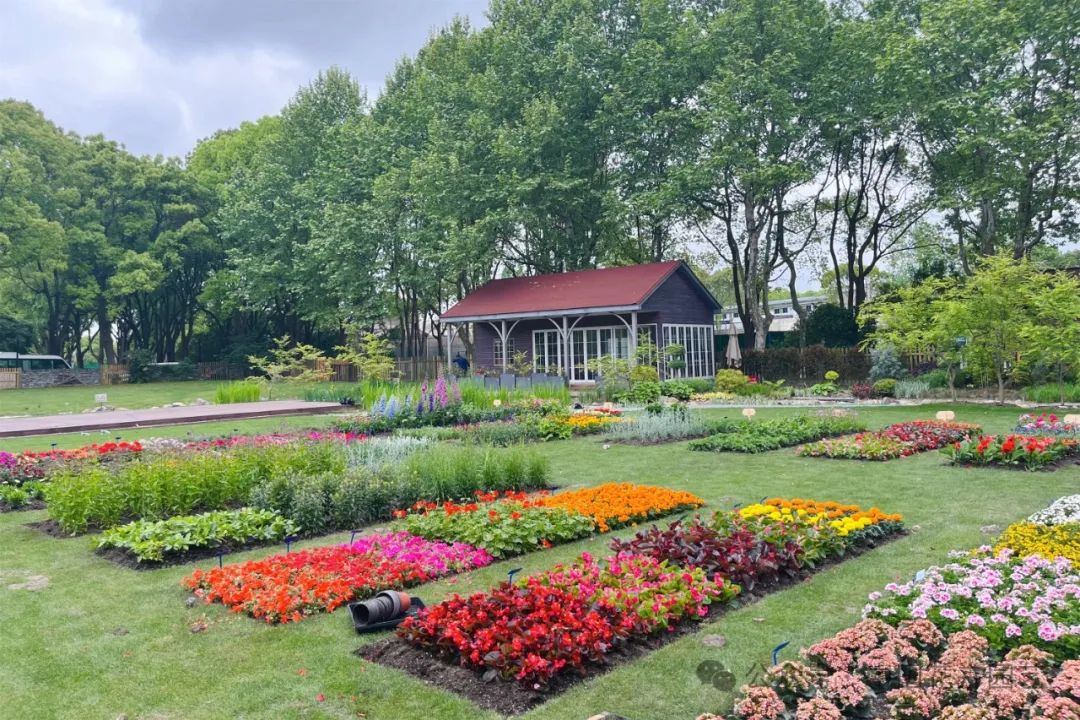 哪些花卉更加"优秀"?第四届花坛花境植物质量展示活动评审结果揭晓