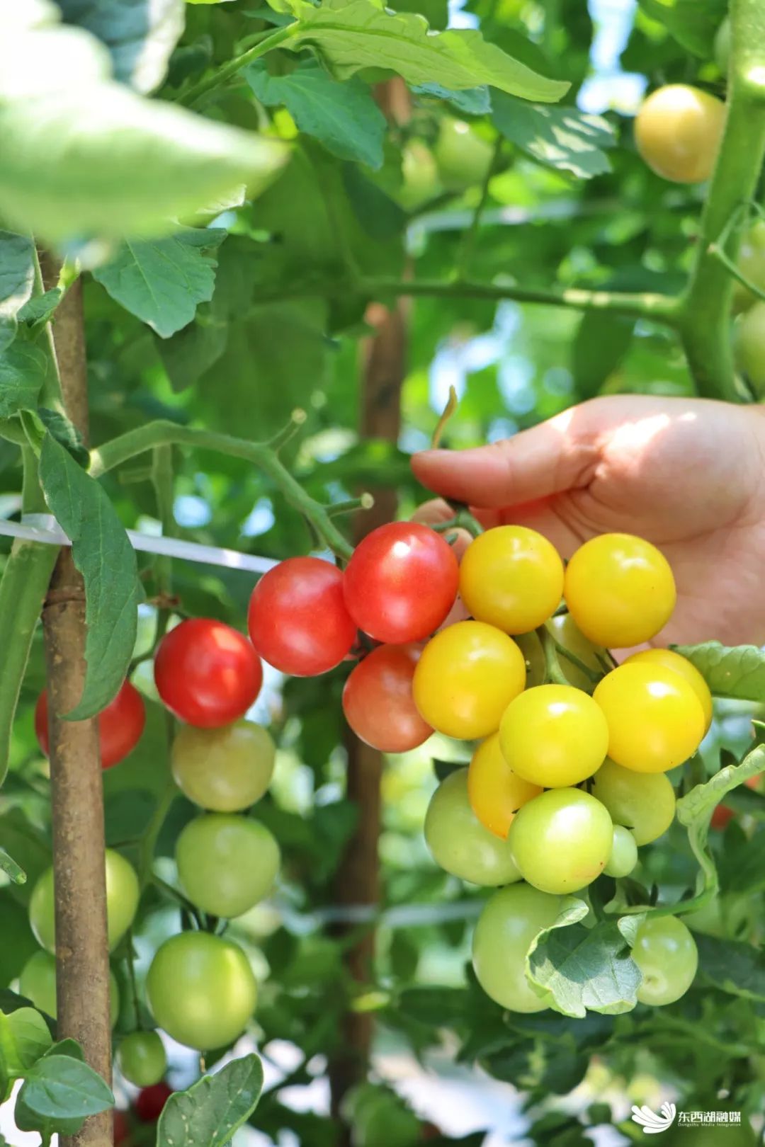 这份高甜采摘指南,速度拿走_澎湃号·政务_澎湃新闻-the paper