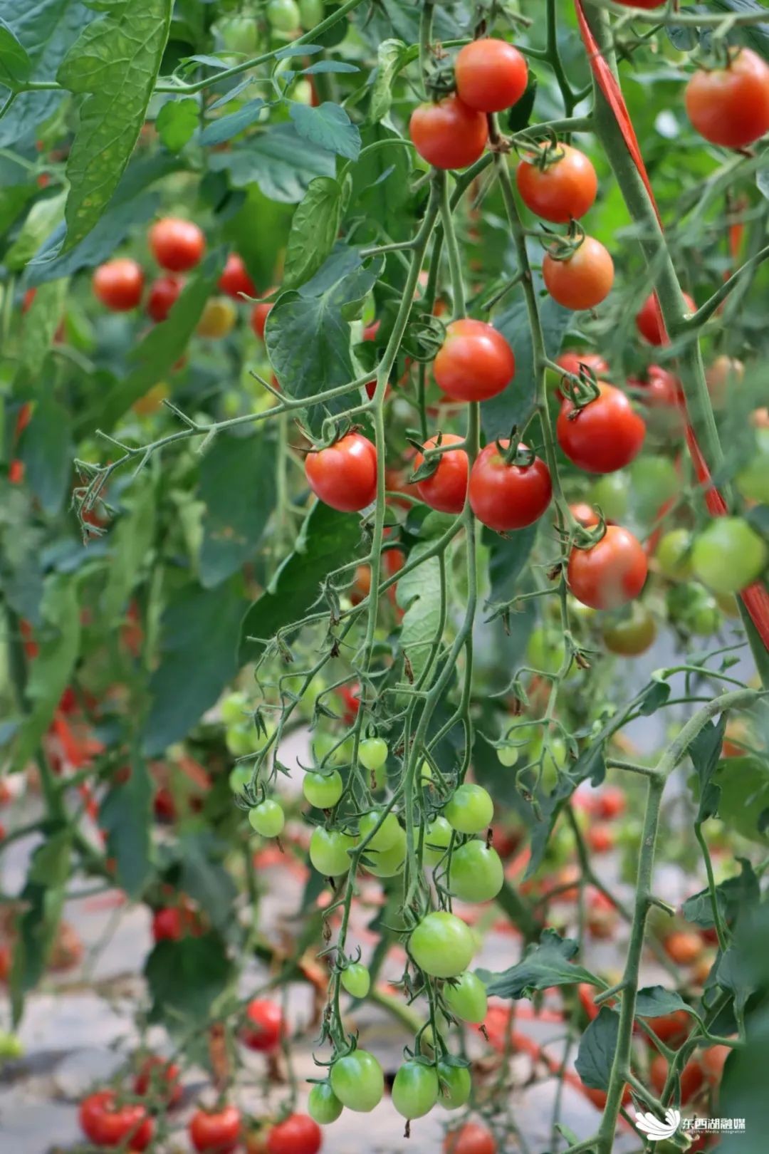 这份高甜采摘指南,速度拿走_澎湃号·政务_澎湃新闻-the paper