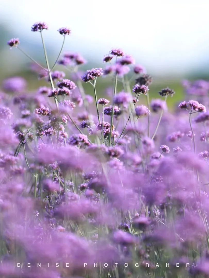 夏意初浓,来平阳趣  自然> 研学   享  速度> 激情  赴  紫色>花海