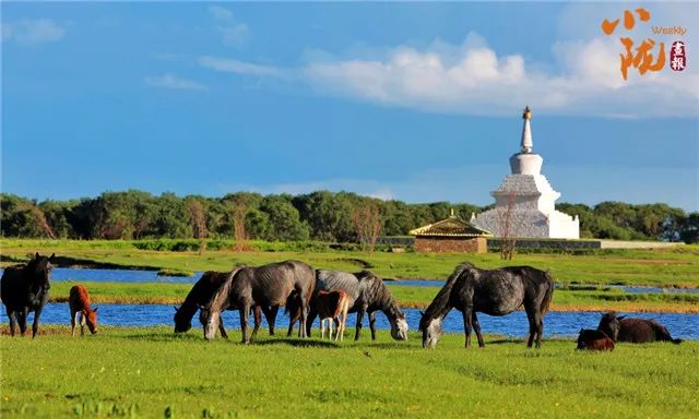 甘南玛曲:玛曲湿地美 黄河润草原