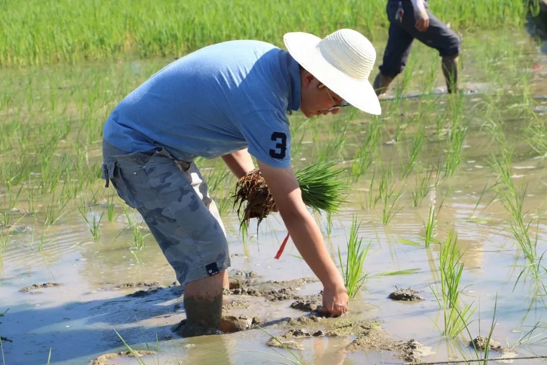 我们一起的几个毕业生都戴着眼镜在田里干活,当地的农民还笑话我们,说