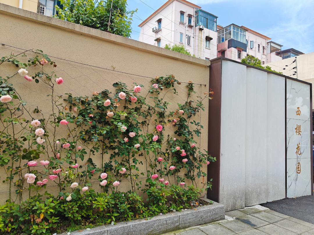 一路繁花似锦,这里的多色花墙开爆了!