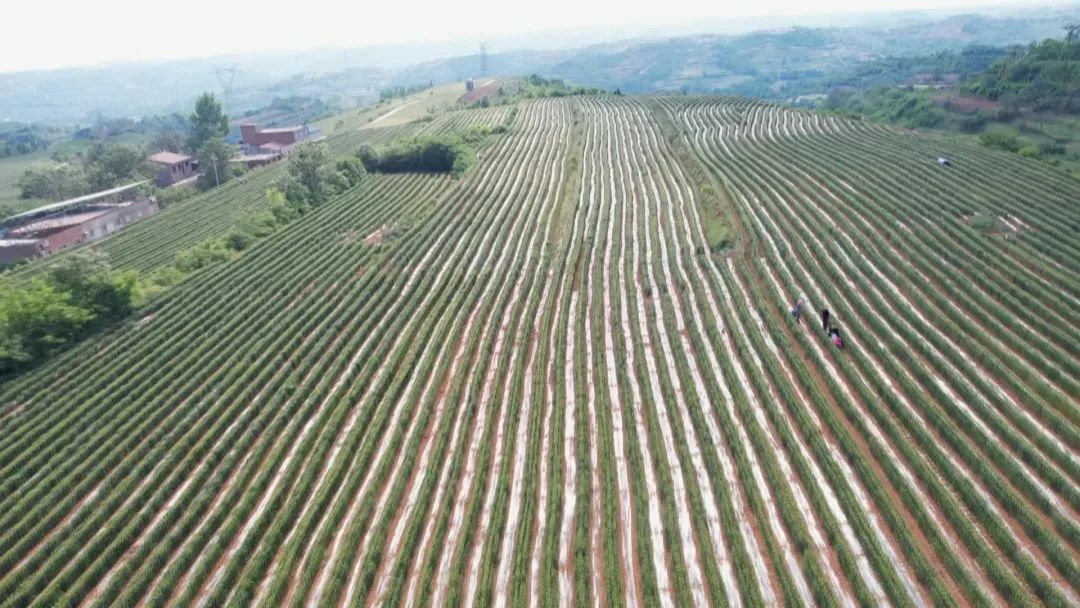 河南日报:宜阳县克村村"麦椒套种"效益高可推广