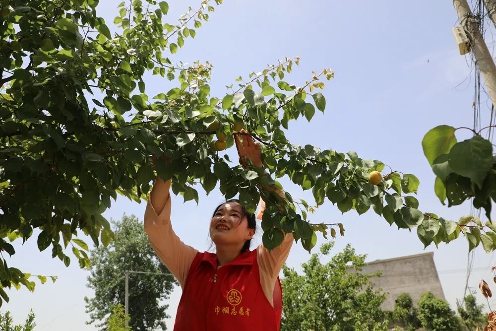 蒙城县乐土镇葛桥村:杏儿青青挂枝头_澎湃号·政务_澎湃新闻-the pape