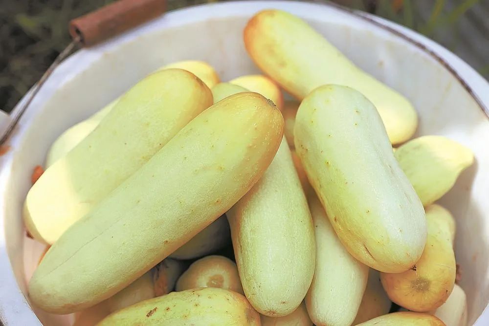 棚中夏意浓,菜瓜俏市场