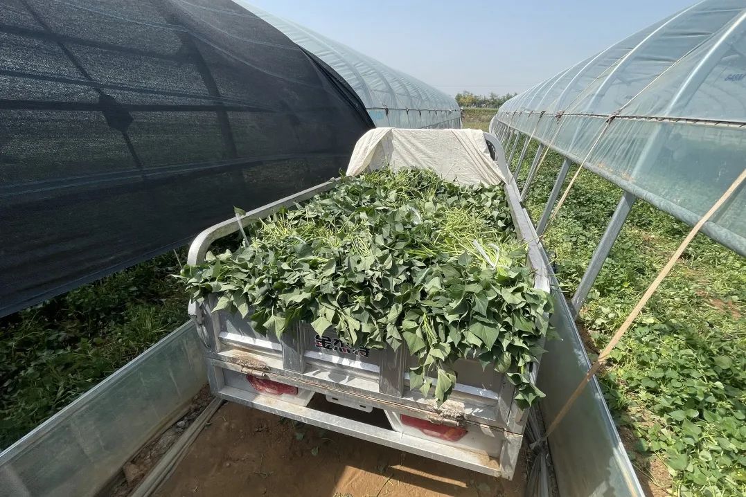 50个大棚正丰收!这里迎来增收致富新"薯"光