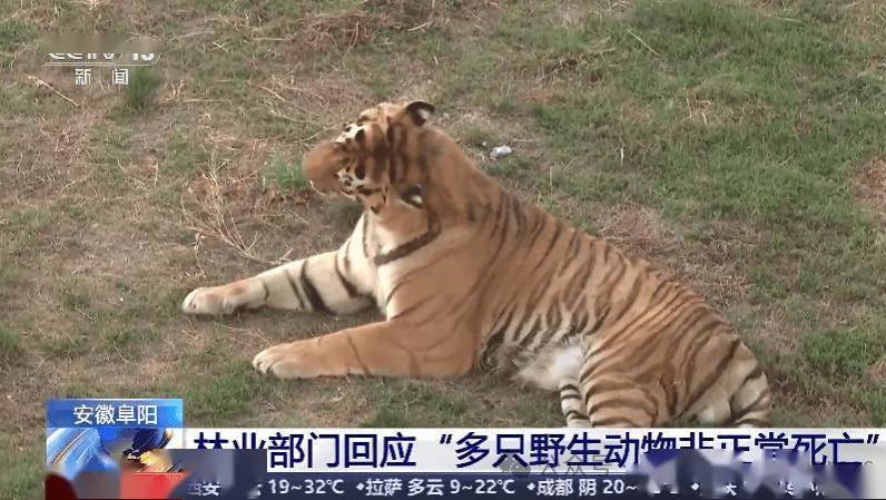 20只东北虎非正常死亡，野生动物展演行业的痛点及未来