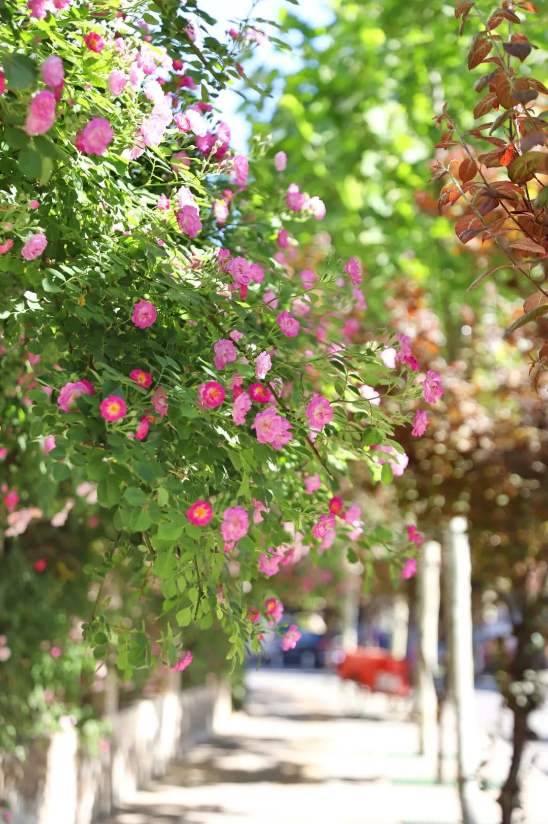 暮春初夏的"蔷薇花墙"超美!