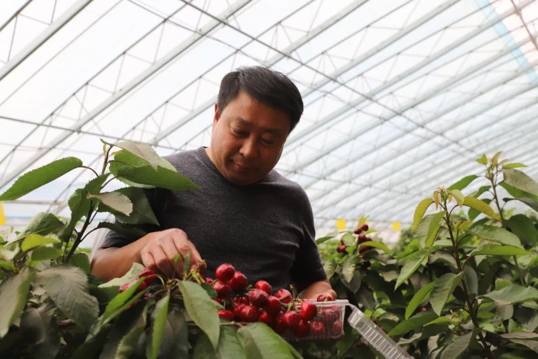 大棚里的樱桃熟了