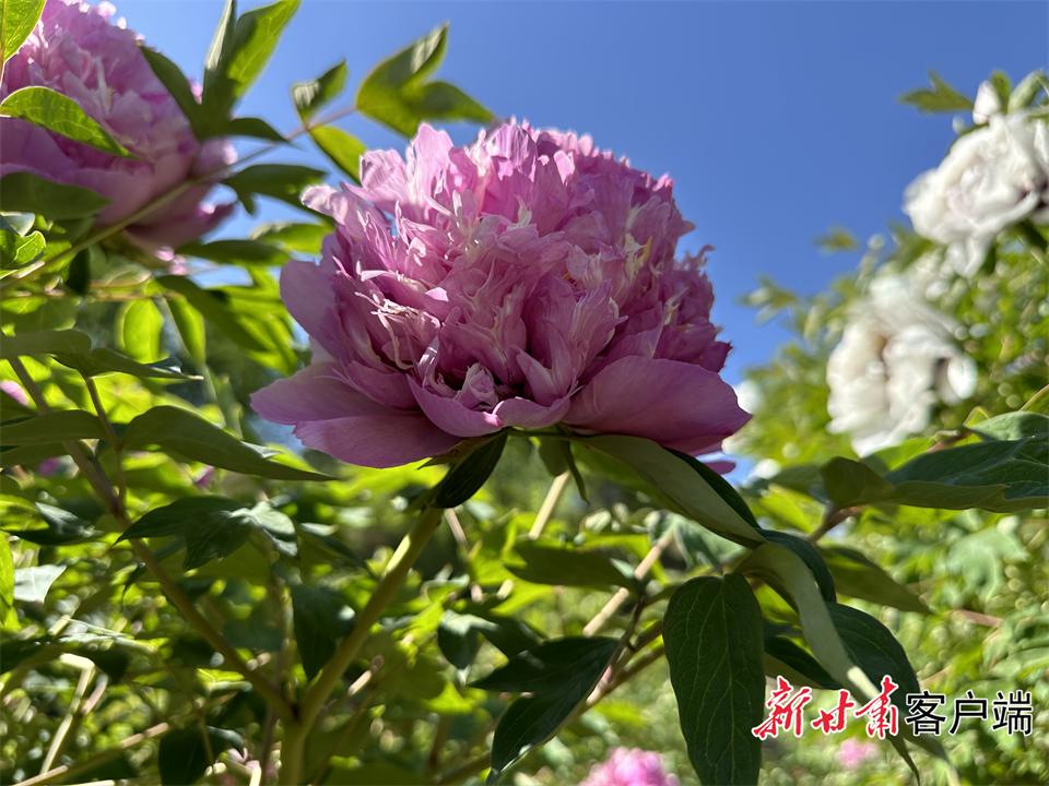 定西市临洮县:牡丹花开惹人醉 国色天香竞芬芳