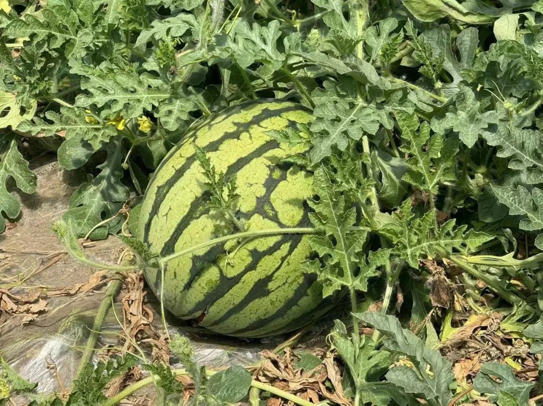 富民增收在路上|八义集:"甜蜜"产业"顶呱呱"