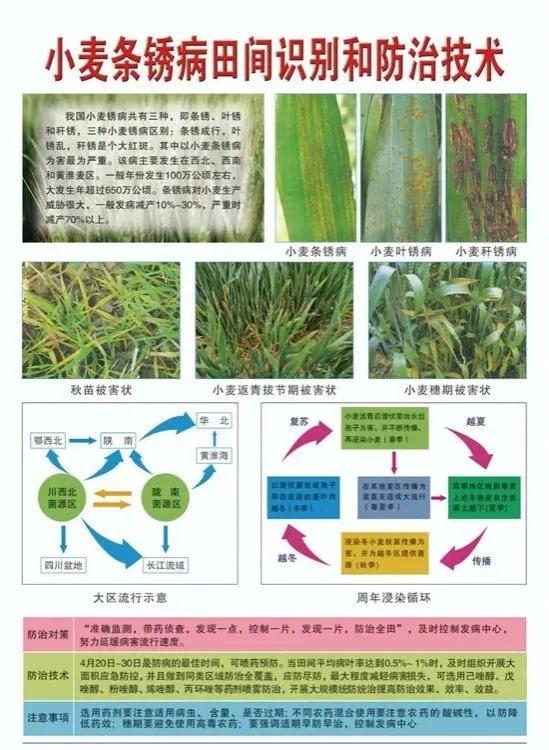 【农技知识】小麦条锈病防治技术