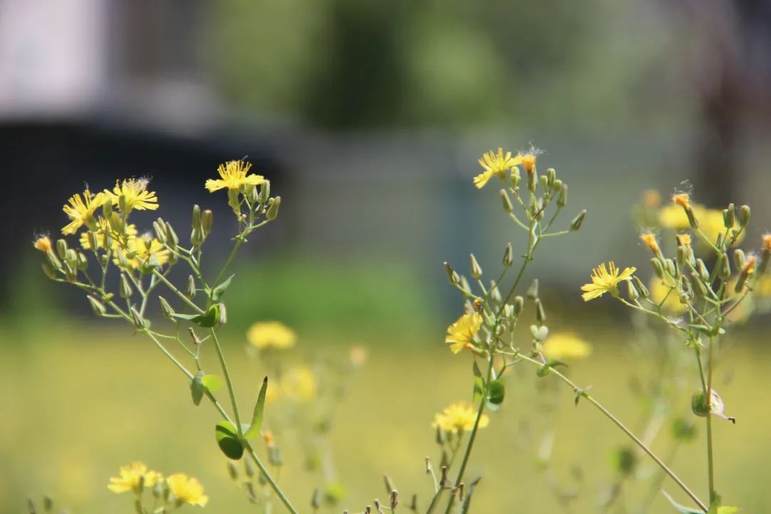 与昌法花海不期而遇,每一帧都是壁纸!