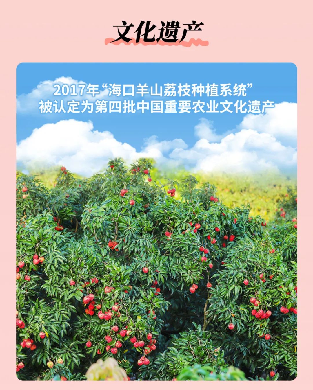 "海口火山荔枝·荔枝1号"更是优中选优,黄金品质每300颗仅能选出1 ""