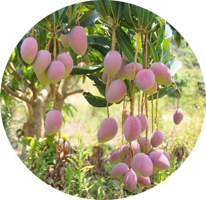 昌江芒果大"比拼",你pick哪一个?