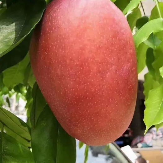 昌江芒果大"比拼",你pick哪一个?