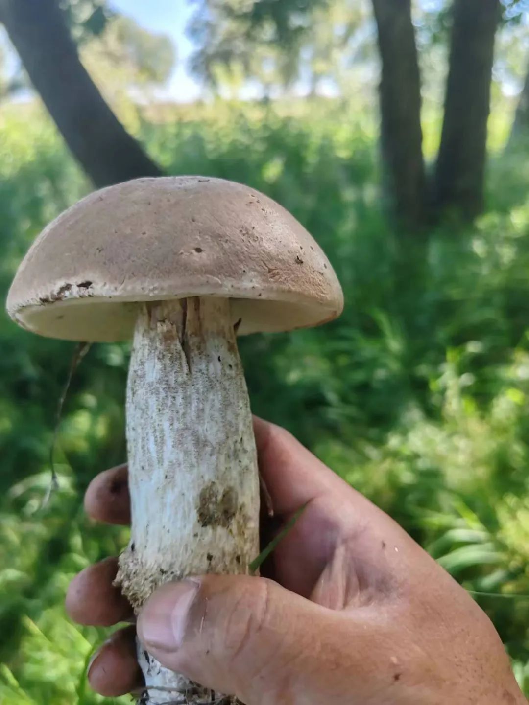 泰华蘑菇馆用的都是阿勒泰当地菌子.