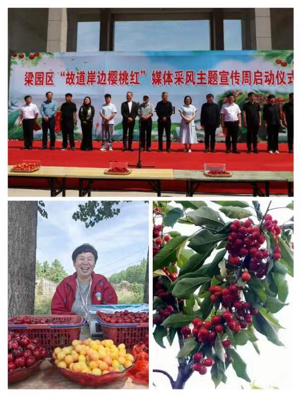 目前已有400余户农民从事大樱桃种植,拥有红灯,黄蜜,美早,布鲁克斯等