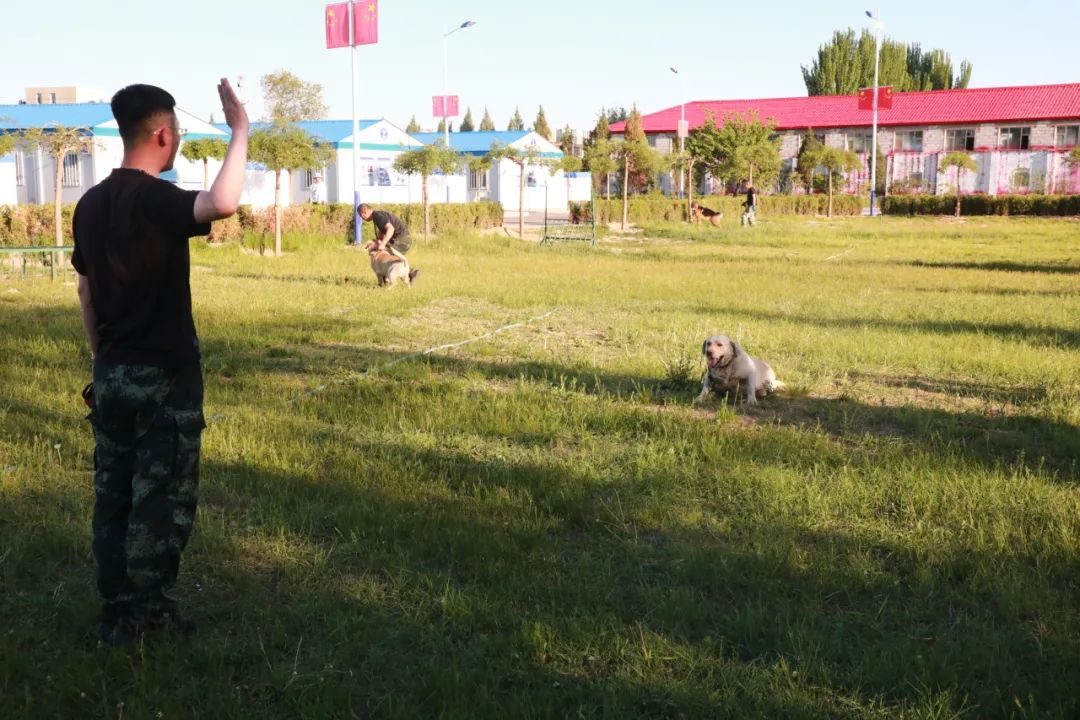 走进警犬基地,带您探访警中"汪汪队"