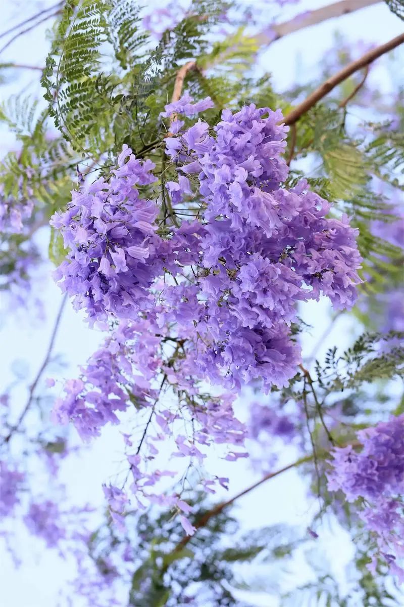 蓝楹花最美图片