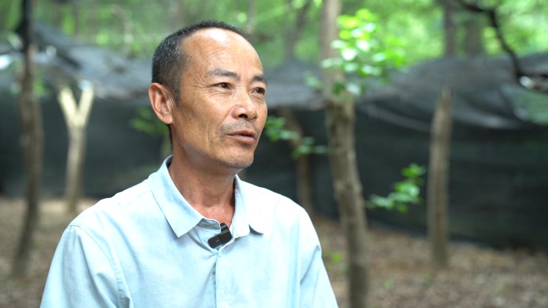 【实字为本打基础 干字当头勇争先】中村乡:林下"芝"起致富伞