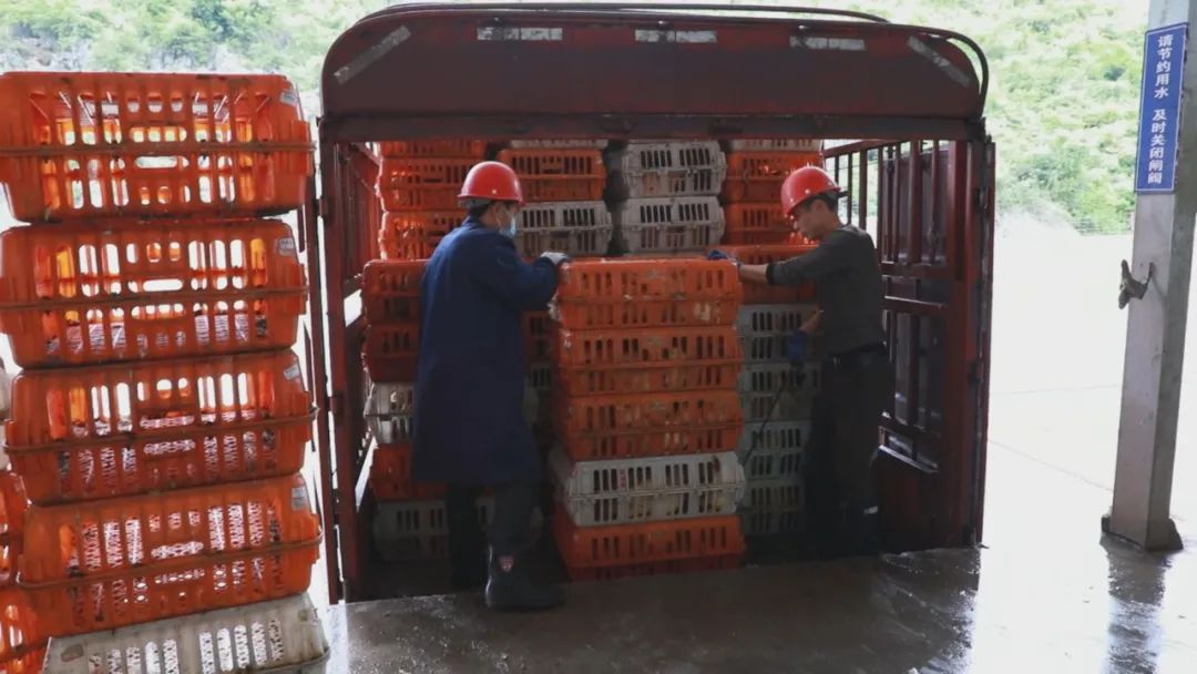 苗基地与肉鸡质拣中心,饲料加工厂,同时在板当镇,猫营镇,坝羊乡等多个