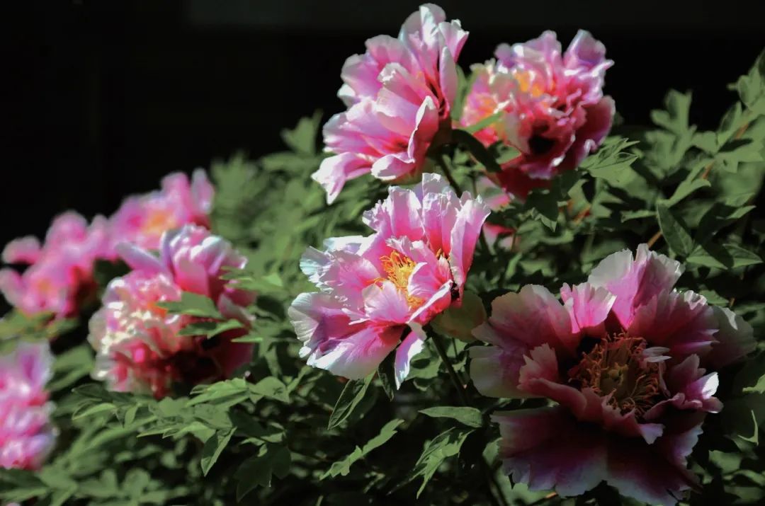 爱了!爱了!这一幅临洮紫斑牡丹画卷,果断收藏(三)