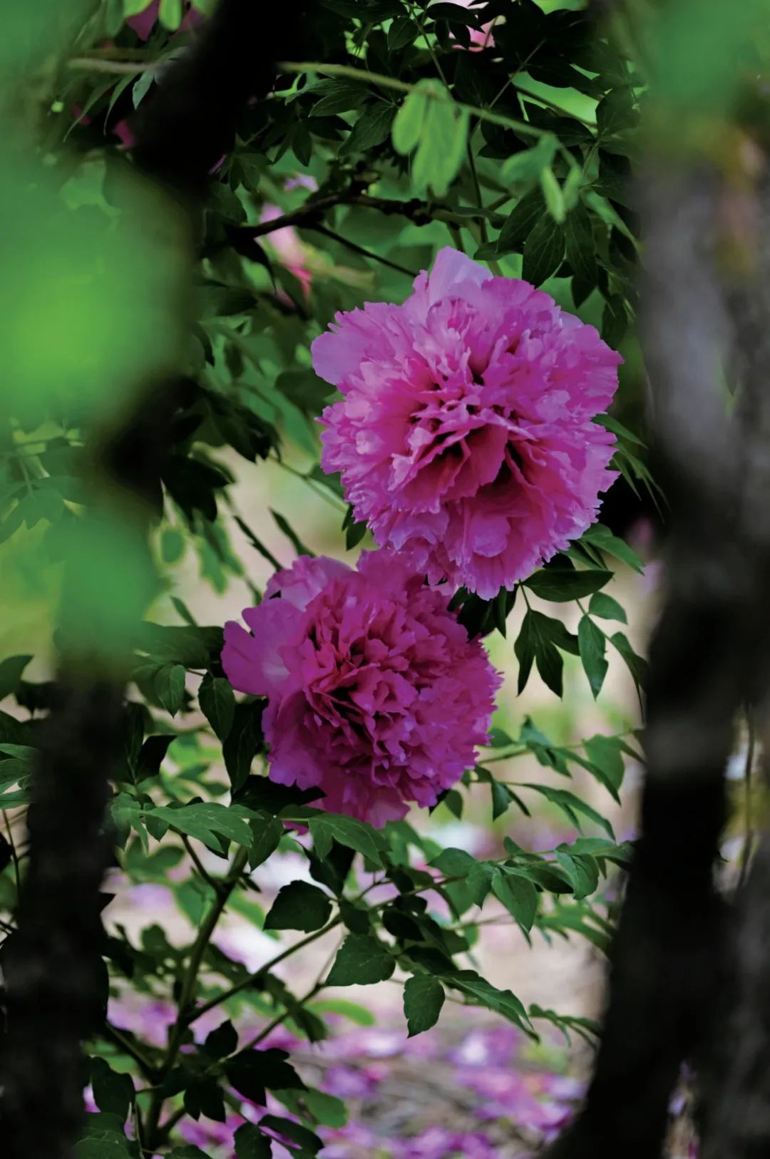 爱了!爱了!这一幅临洮紫斑牡丹画卷,果断收藏(三)