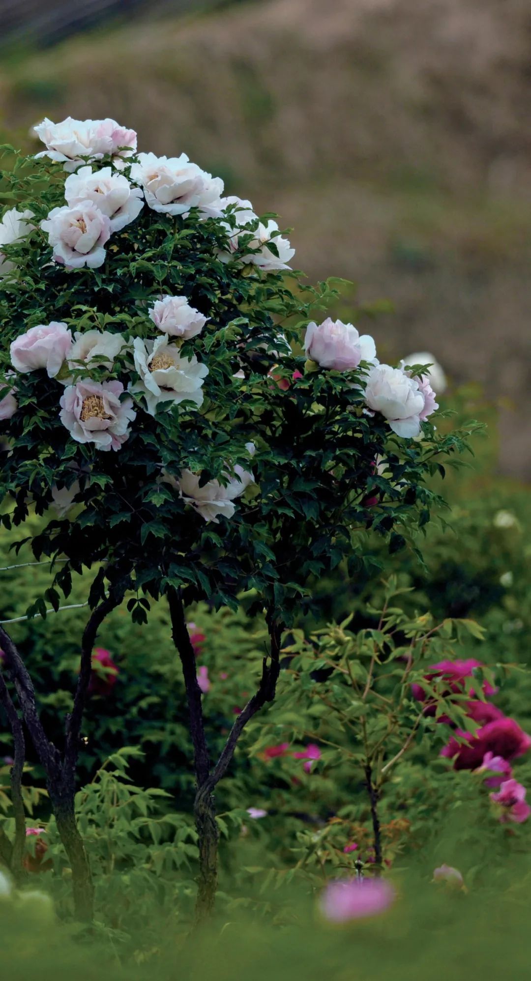 爱了!爱了!这一幅临洮紫斑牡丹画卷,果断收藏(三)