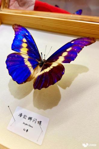 仿佛阳光洒落在蔚蓝的海面上,荧光熠熠;枯叶蝶则以其独特的叶脉纹理