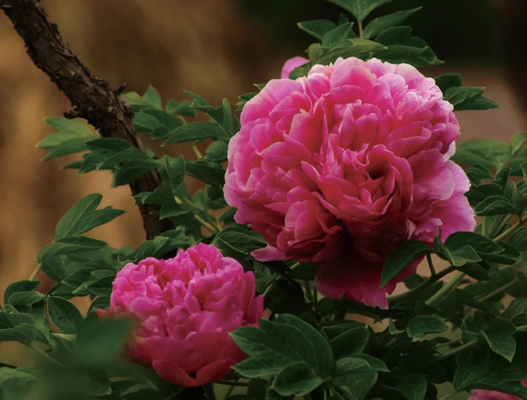 爱了!爱了!这一幅临洮紫斑牡丹画卷,果断收藏(九)